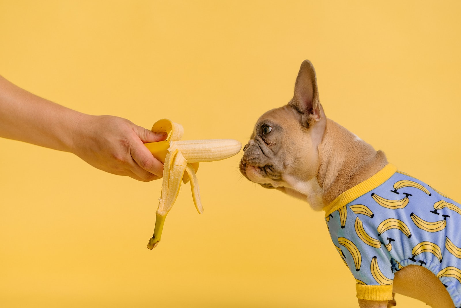 Can French Bulldogs Enjoy Bananas as a Treat?