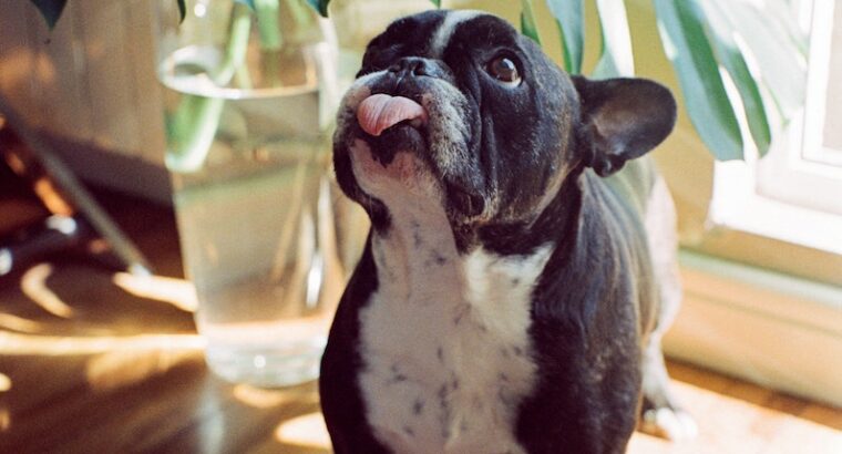 Can French Bulldogs Have Yogurt As A Snack?