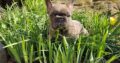 Chomps Male French Bulldog Puppy