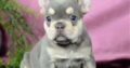 Lexi                    Female French Bulldog Puppy