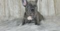Minnie                    Female French Bulldog Puppy