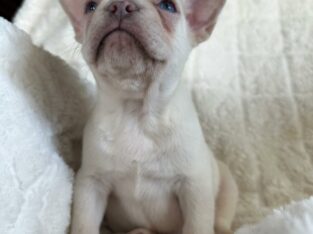 Orion                   Male French Bulldog Puppy