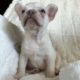 Orion                   Male French Bulldog Puppy