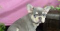 Willow                   Male French Bulldog Puppy