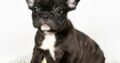 Winnie                   Female French Bulldog Puppy