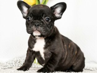 Winnie                   Female French Bulldog Puppy
