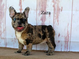 Zara Female French Bulldog Puppy