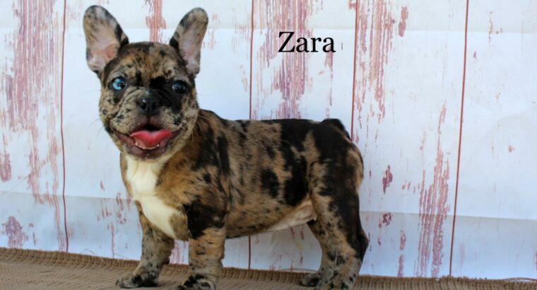 Zara Female French Bulldog Puppy