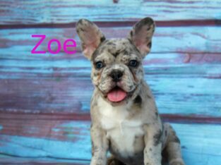 Zoe                   Female French Bulldog Puppy