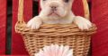 Binky caryflufisab                   Female French Bulldog Puppy
