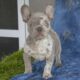Buster                   Male French Bulldog Puppy