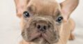 Cory                   Male French Bulldog Puppy