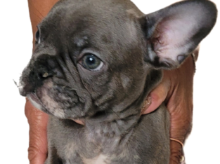 Duke Male French Bulldog Puppy