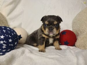 Russell                   Male French Bulldog Puppy