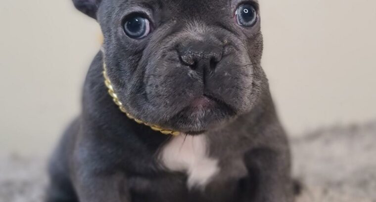 Squeeze                    Male French Bulldog Puppy