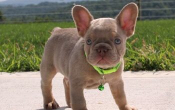 Turbo                    Male French Bulldog Puppy